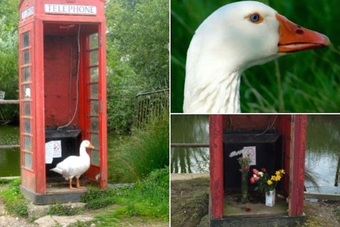 Village Goose Killed Drive By Shooting