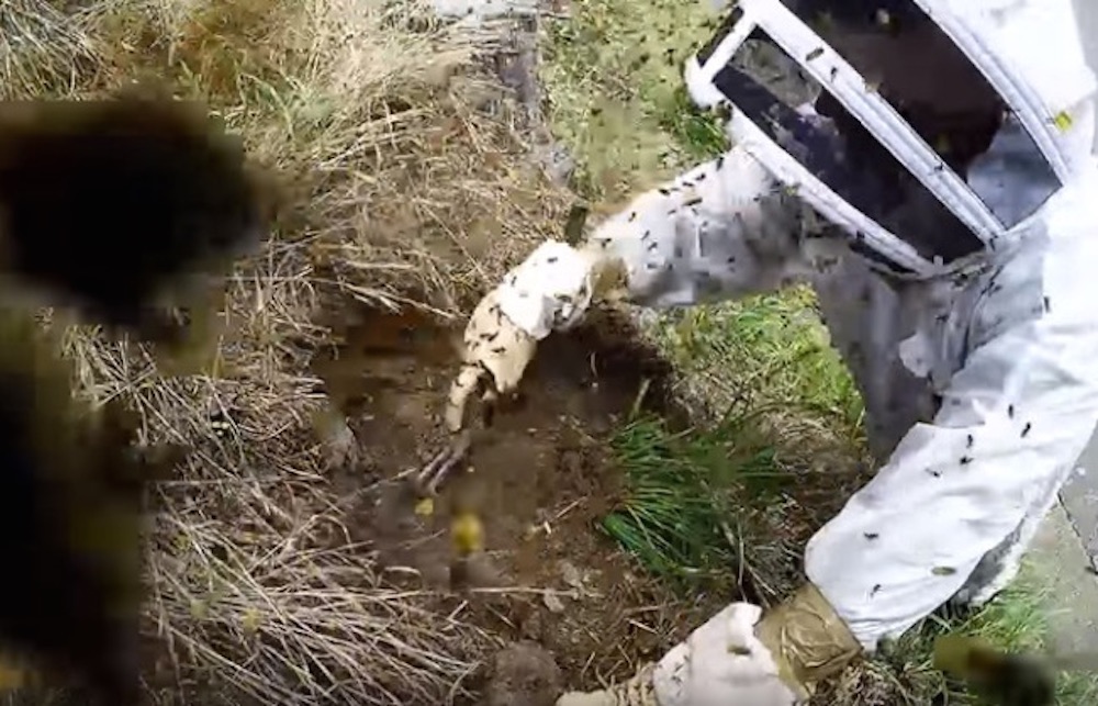 Wasp's Nest Excavation