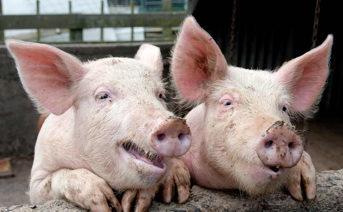 Shocked pigs