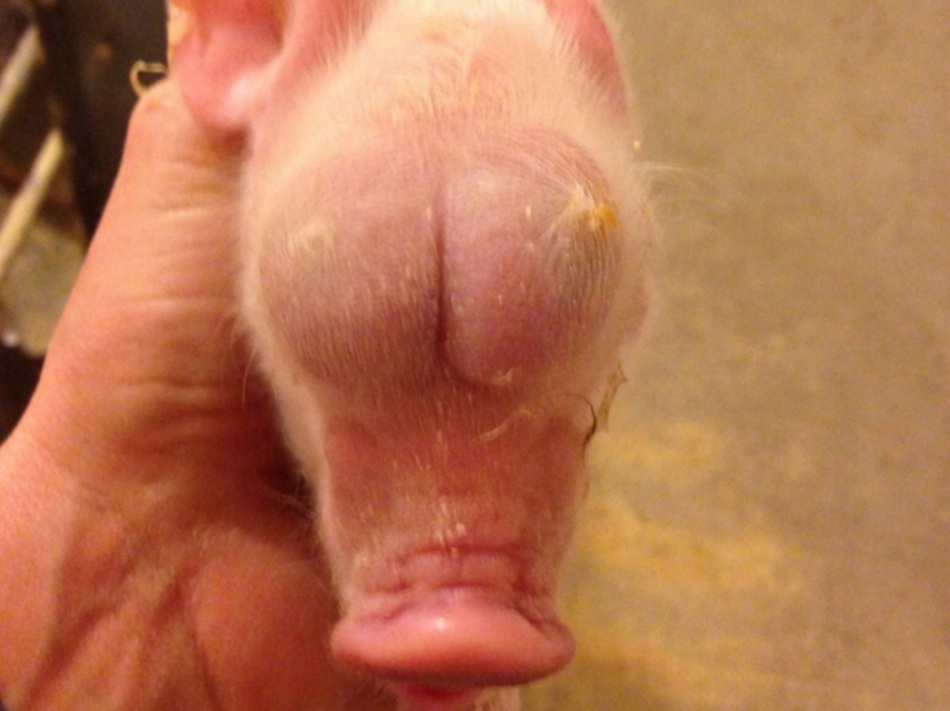 Pig with testicle eyes