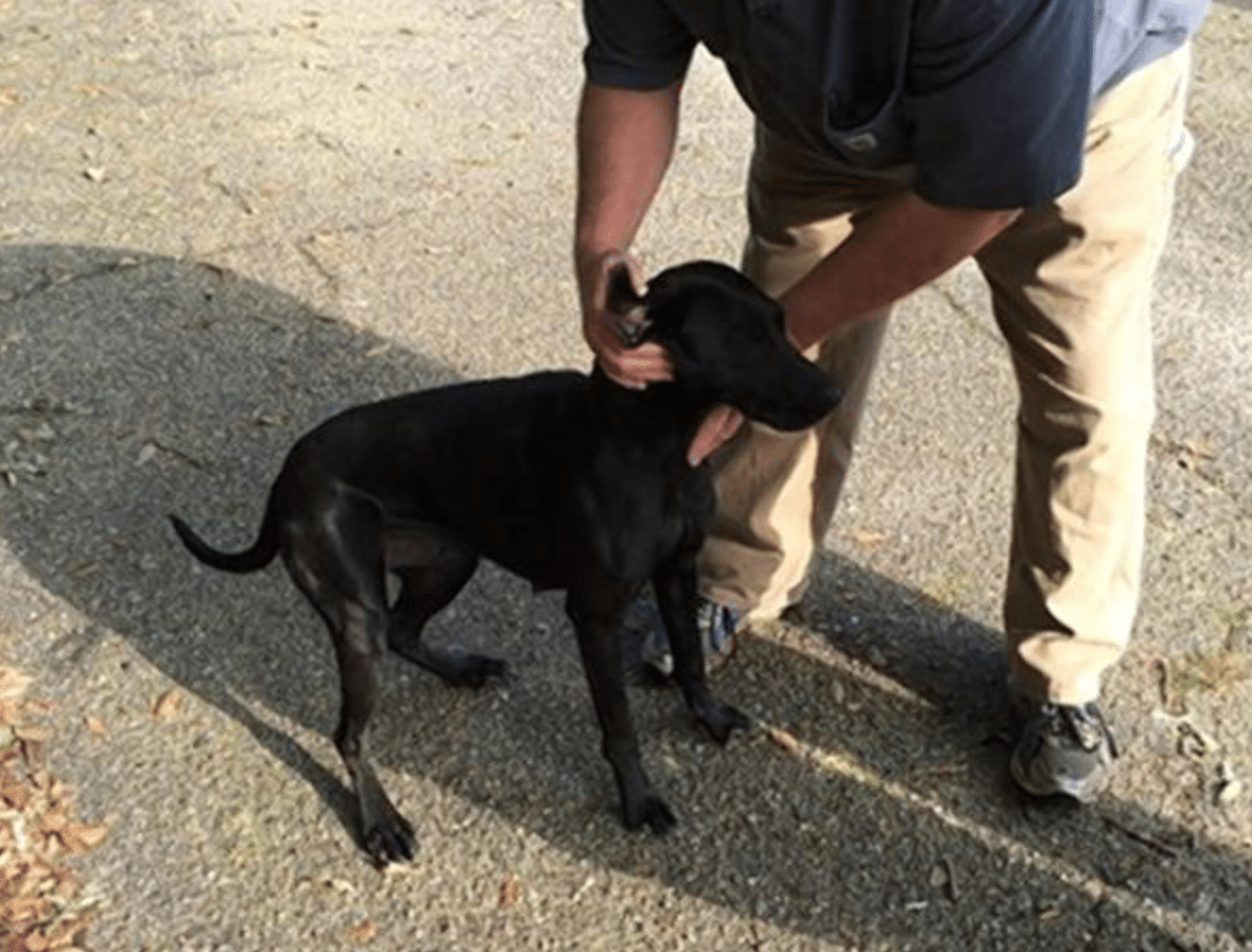 Best Dog Ever Leaves House To Go Pee, Comes Back With A Pound Of Weed