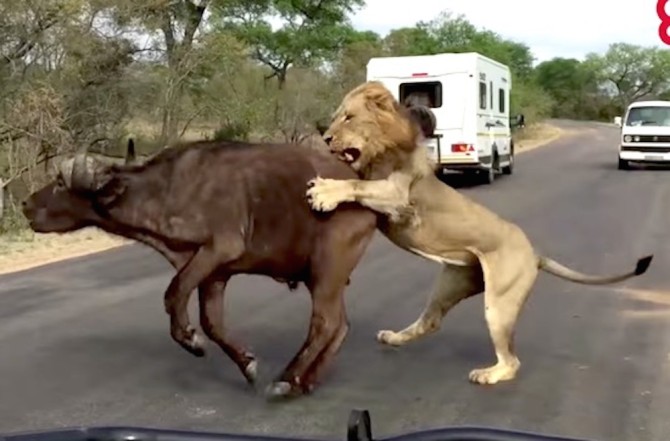 Lion Vs Buffalo