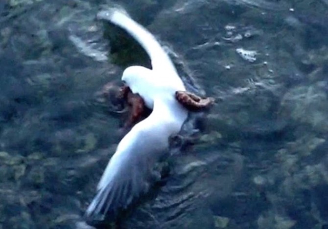 Octopus Drowns Seagull