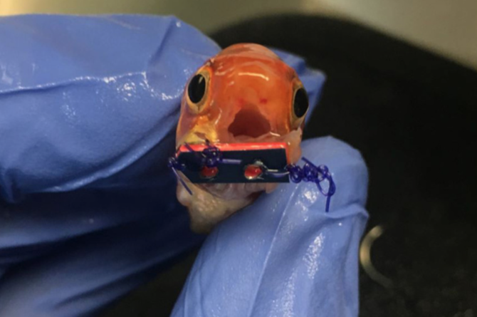 Goldfish With Braces