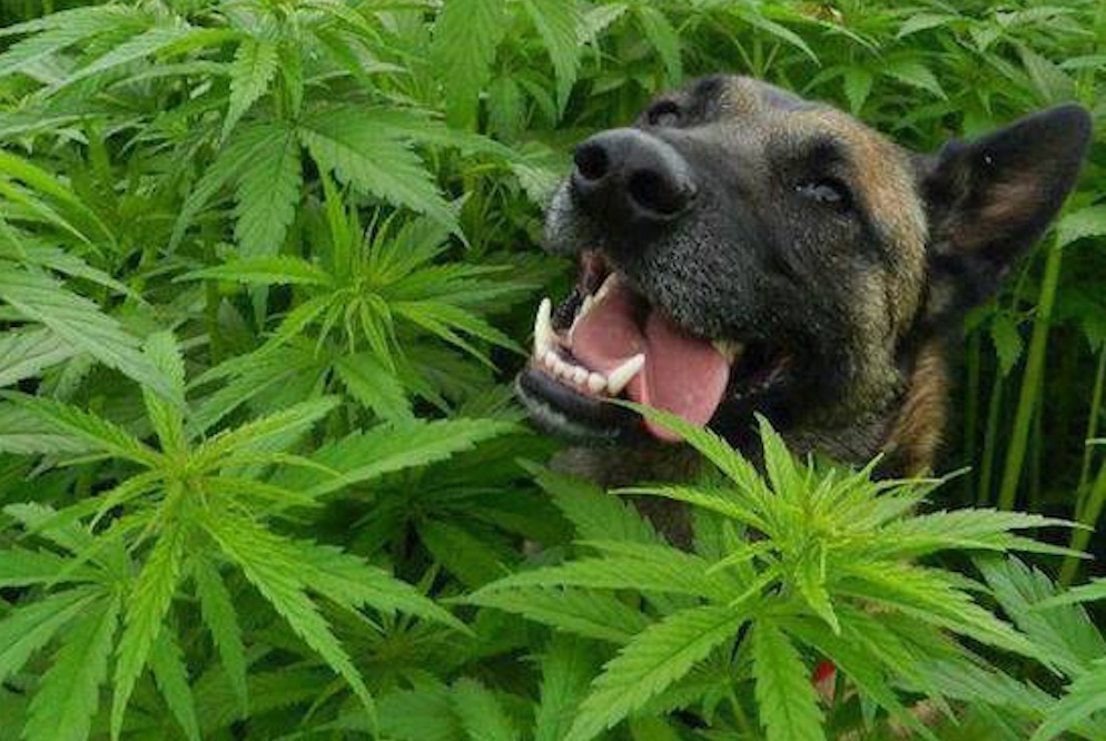 Stoned-Dogs-.jpg