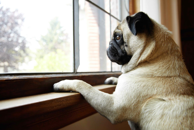 Pug Window