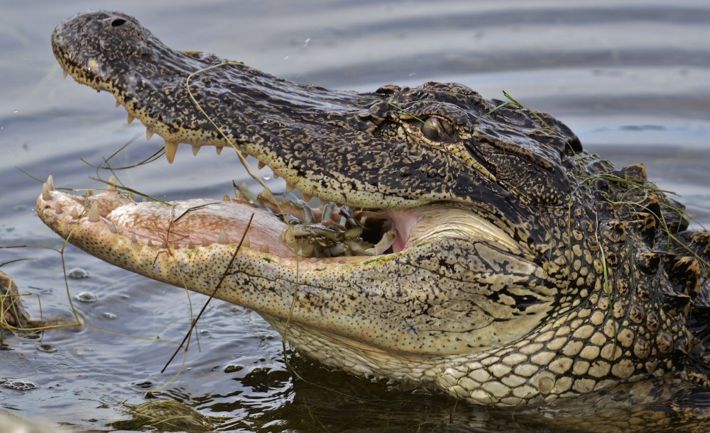 Alligator