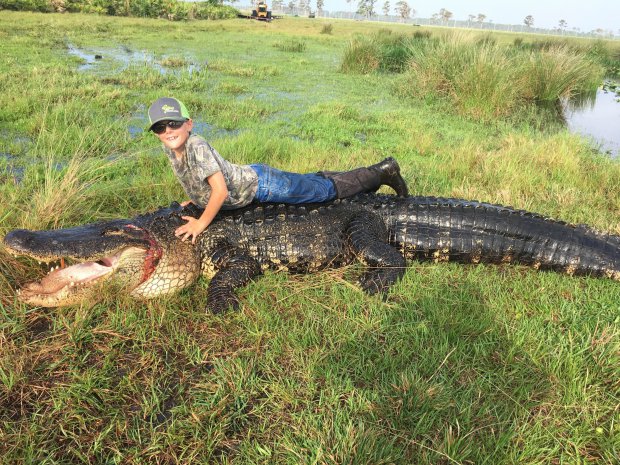 15 foot gator caught in Okeechobee The 800lb creature was fatally shot in Okeechobee, Florida, on Saturday after terrorizing the cattle on a farm. Lee Lightsey, the owner of Outwest Farms in Okeechobee, and hunting guide, Blake Godwin, discovered the enormous animal in their cattle ponds on April 2. On Saturday the creature surfaced around 20ft from them, so they shot it. It was so big they had to use a tractor to drag it out. However, they were then able to use the vehicle to proudly show off their catch. They plan to donate the gator's meat to charity and have the alligator taxidermied for display at their hunting shows and expos