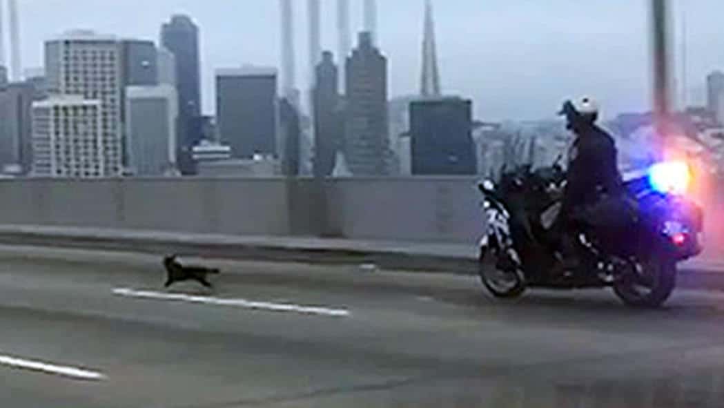 California Police Are Chasing A Runaway Chihuahua Down The Motorway (VIDEO)