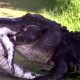 Gator Eating Gator