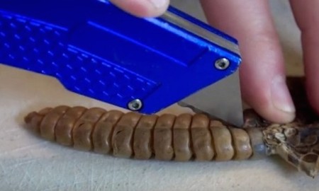 Guy Cutting Up Rattlesnake