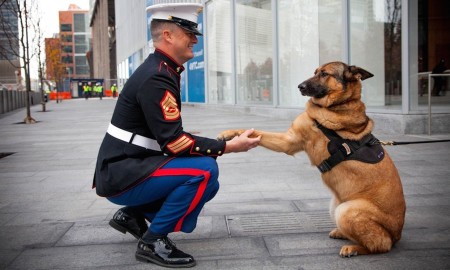Hero Dog