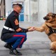 Hero Dog