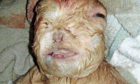 Human Goat Hyybrid