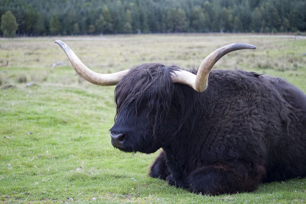 Yak