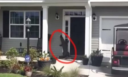 Alligator Trying To Ring Doorbell