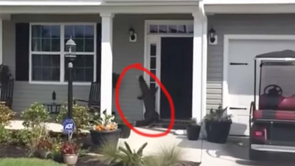 Alligator Trying To Ring Doorbell