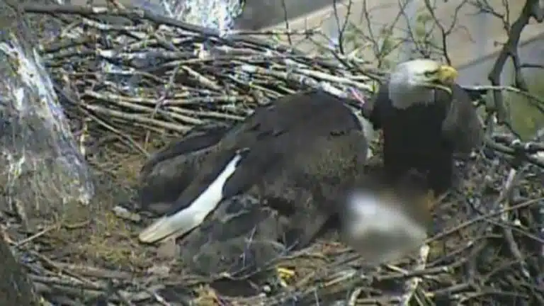 People Left Horrified After Live Stream Of Bald Eagles Goes Terribly Wrong