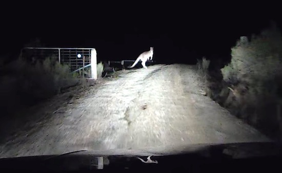 Kangaroo Road Rage