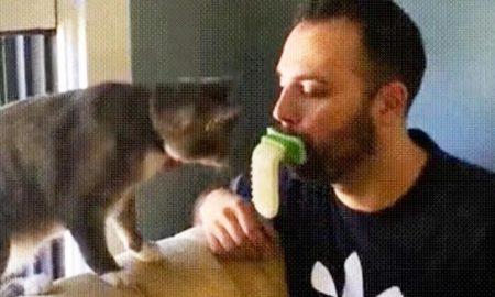 Licki Brush