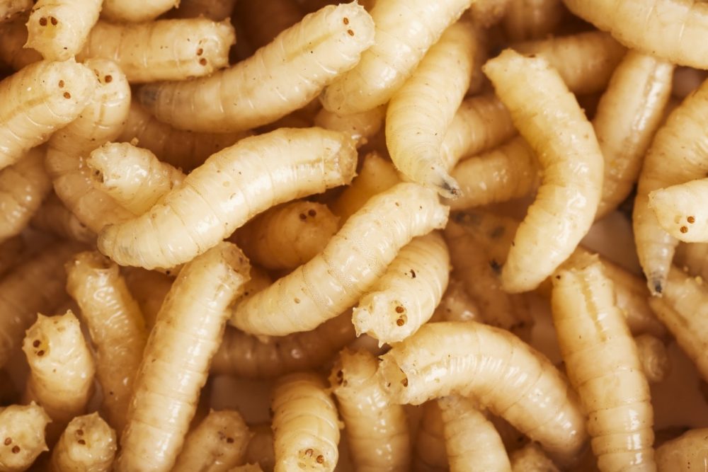 Maggots