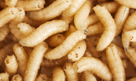 Maggots