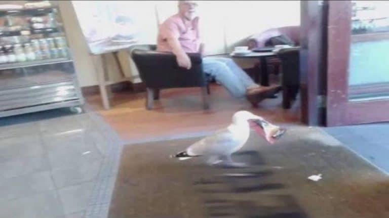 Watch This Gangster Seagull Rob A Café While Stunned Customers Just Let It Happen