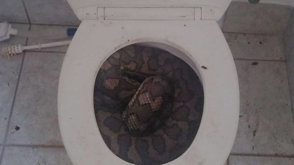 Snake IN Toilet
