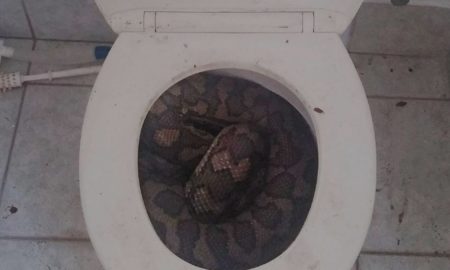 Snake IN Toilet