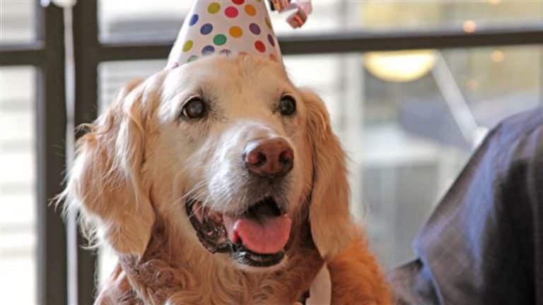RIP Bretagne, The Last Surviving 9/11 Rescue Dog
