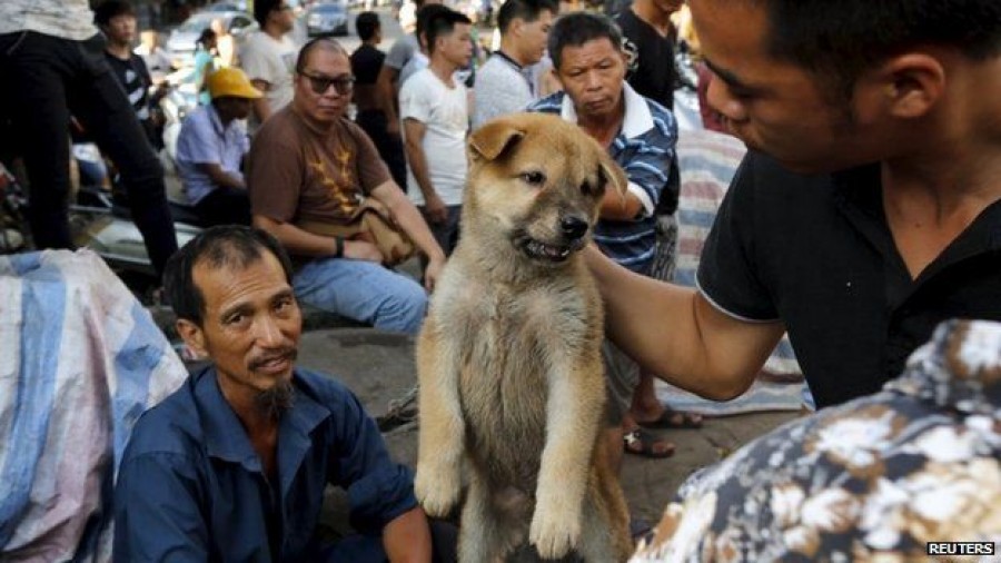 Dog meat festival