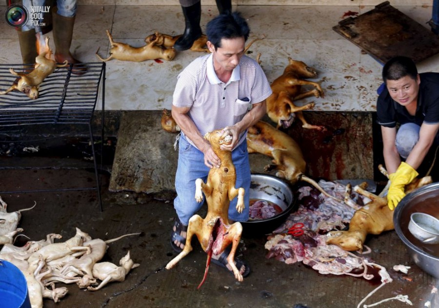 Dog meat festival