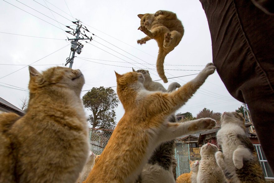 Japan cat island 