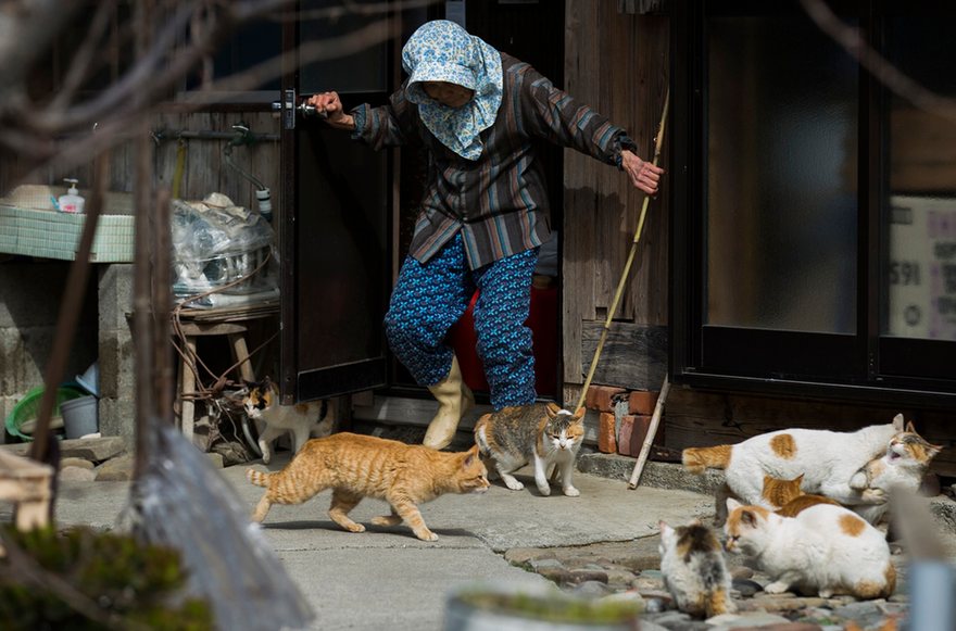 Japan cat island 