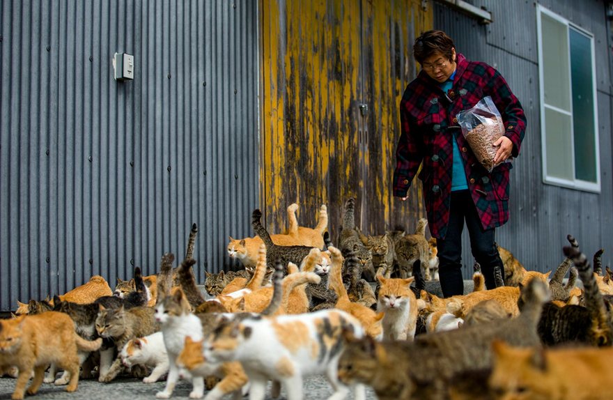 Japan cat island 