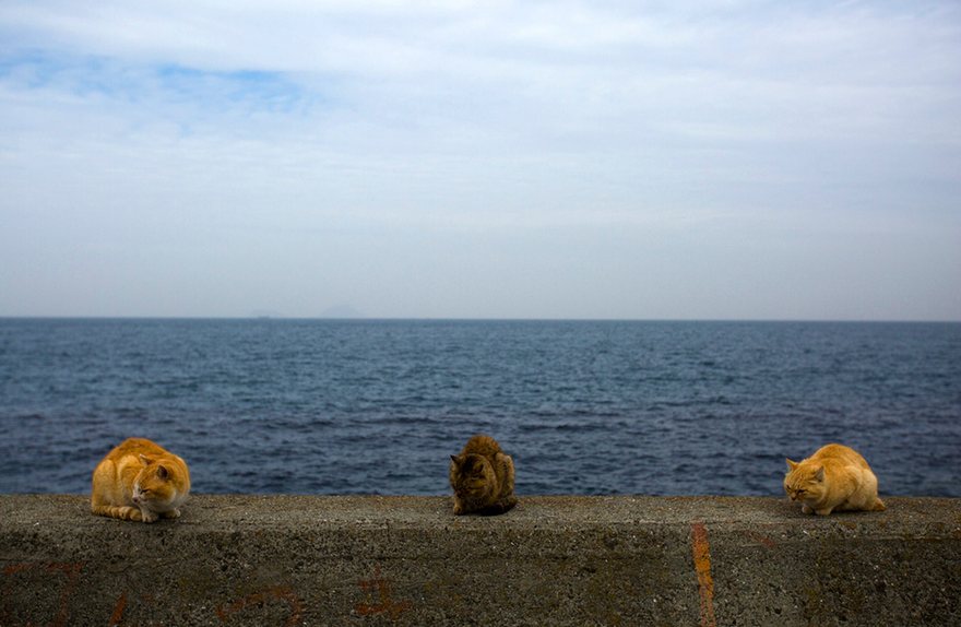 Japan cat island 