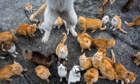 Japan cat island
