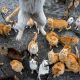 Japan cat island