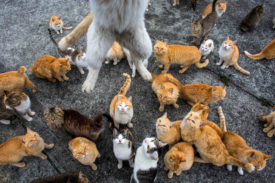 Japan cat island