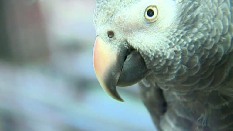 Parrot Who Witnessed A Murder Can’t Stop Saying ‘Don’t Fucking Shoot’