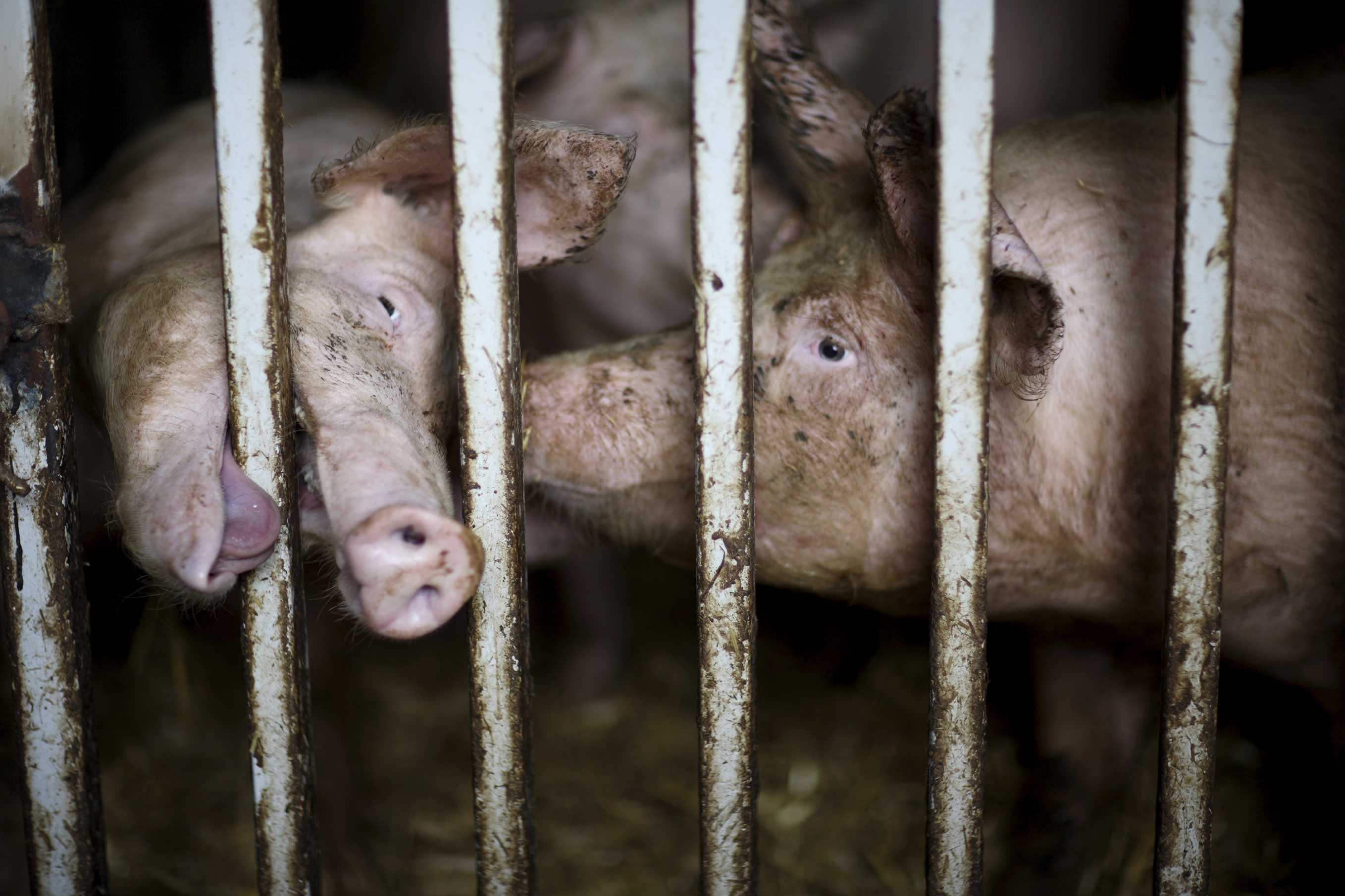 pigs in factory farm