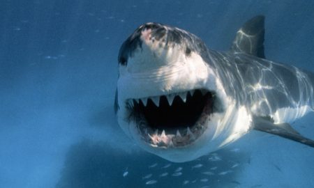 Shark