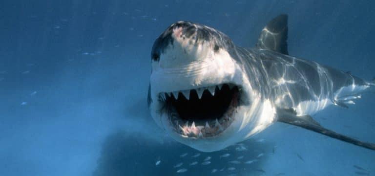 Shark