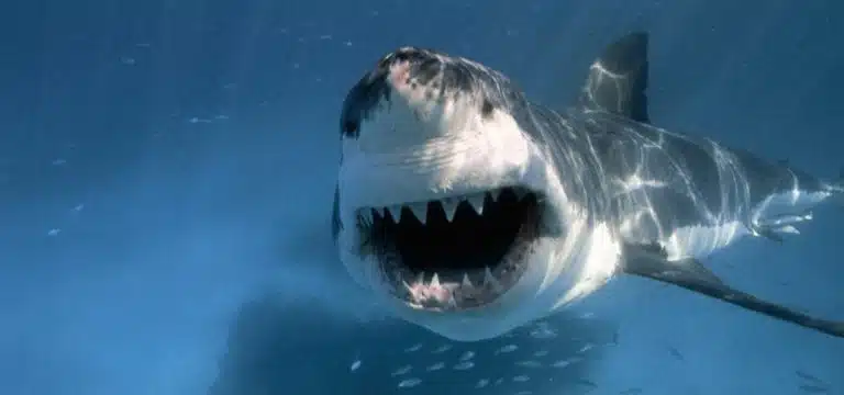 Shark