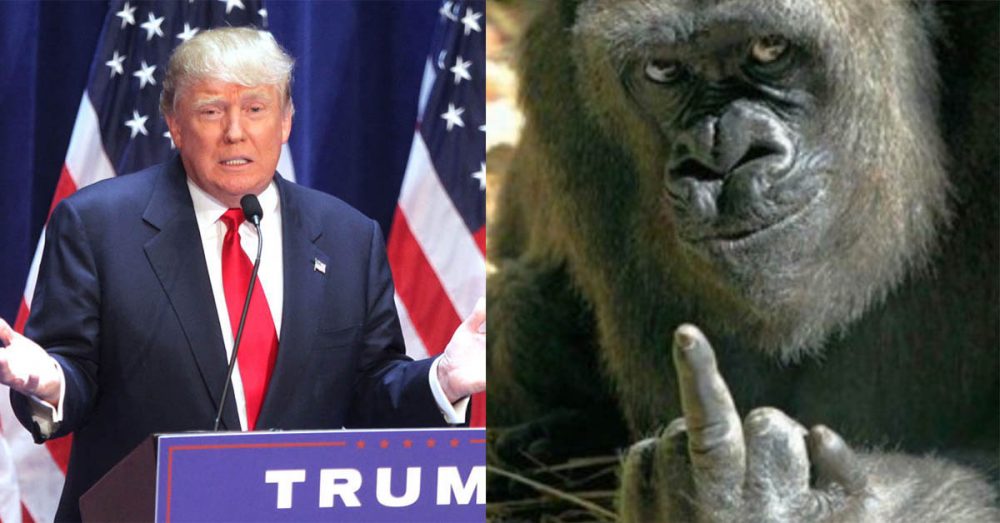 Trump Gorilla