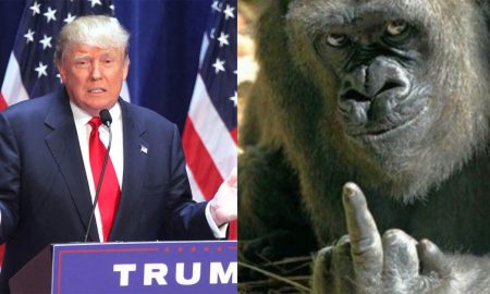 Trump Gorilla