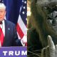 Trump Gorilla