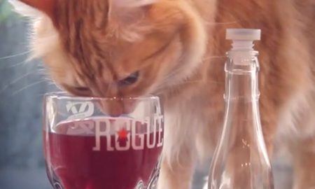 Wine for cats