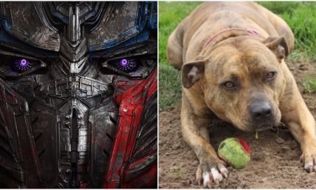freya lonely dog transformers