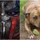 freya lonely dog transformers